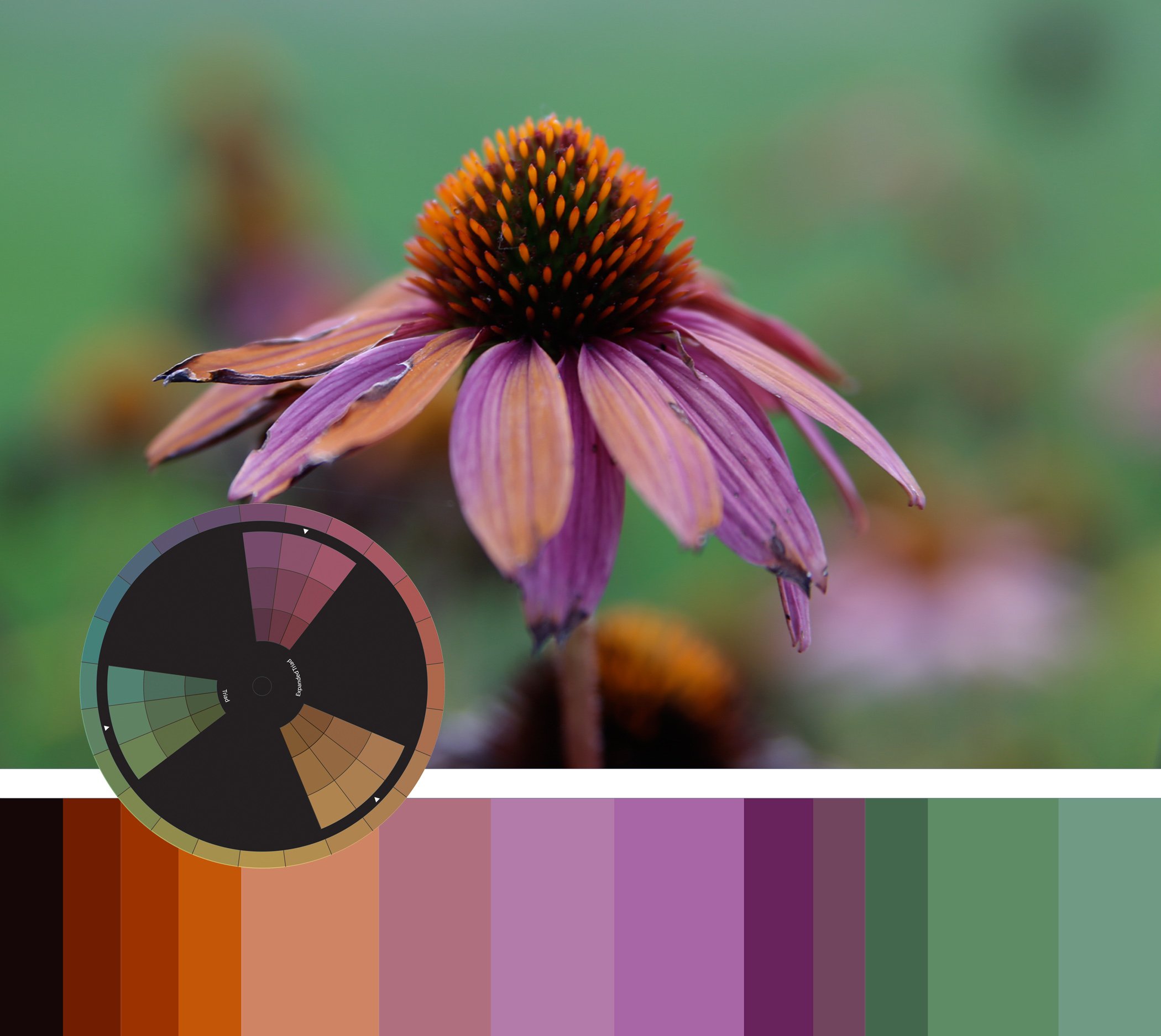 Color-Inspiration-Faded-Echinacea.jpg