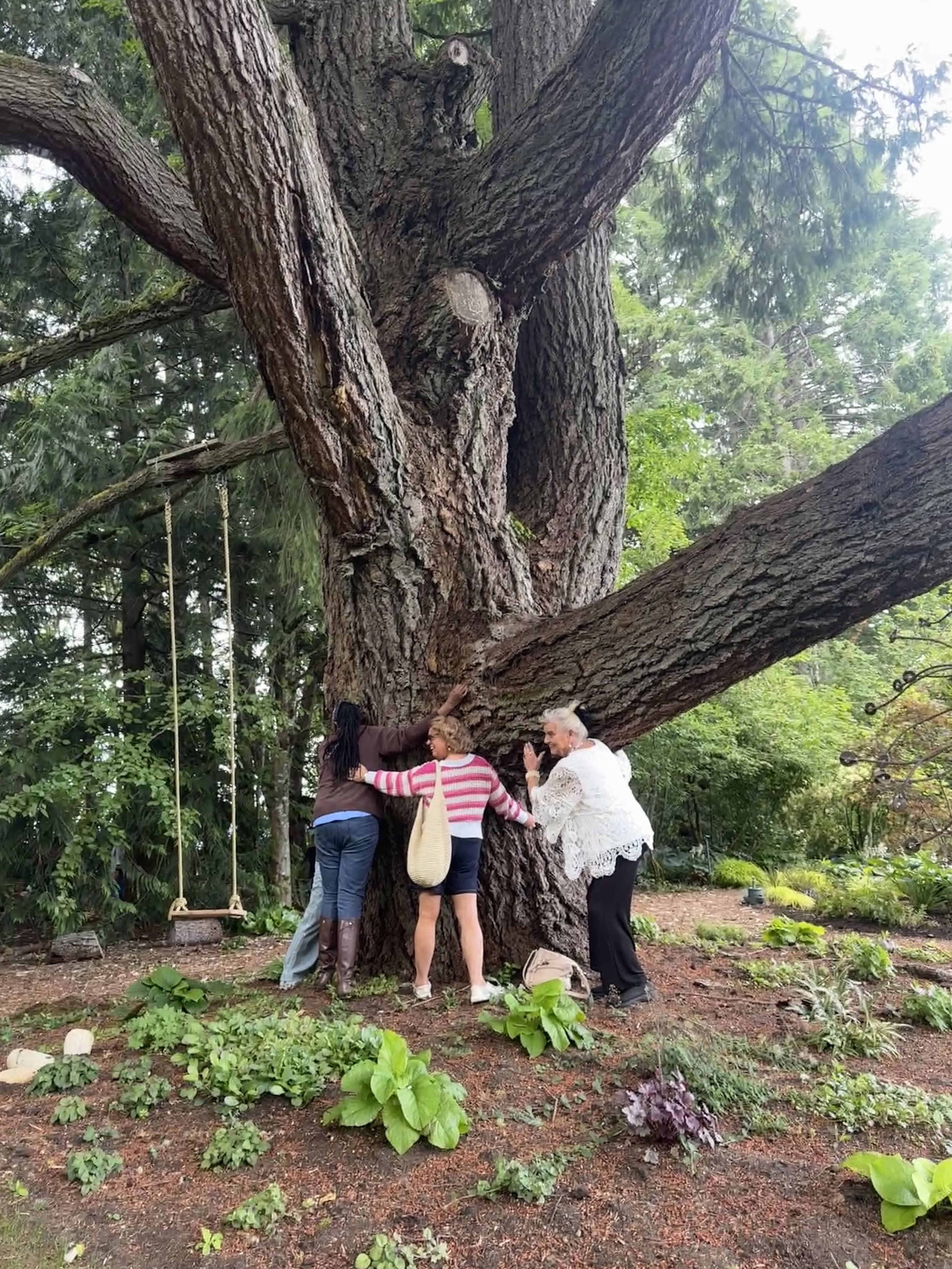 visitors hug our old growth douglas fir