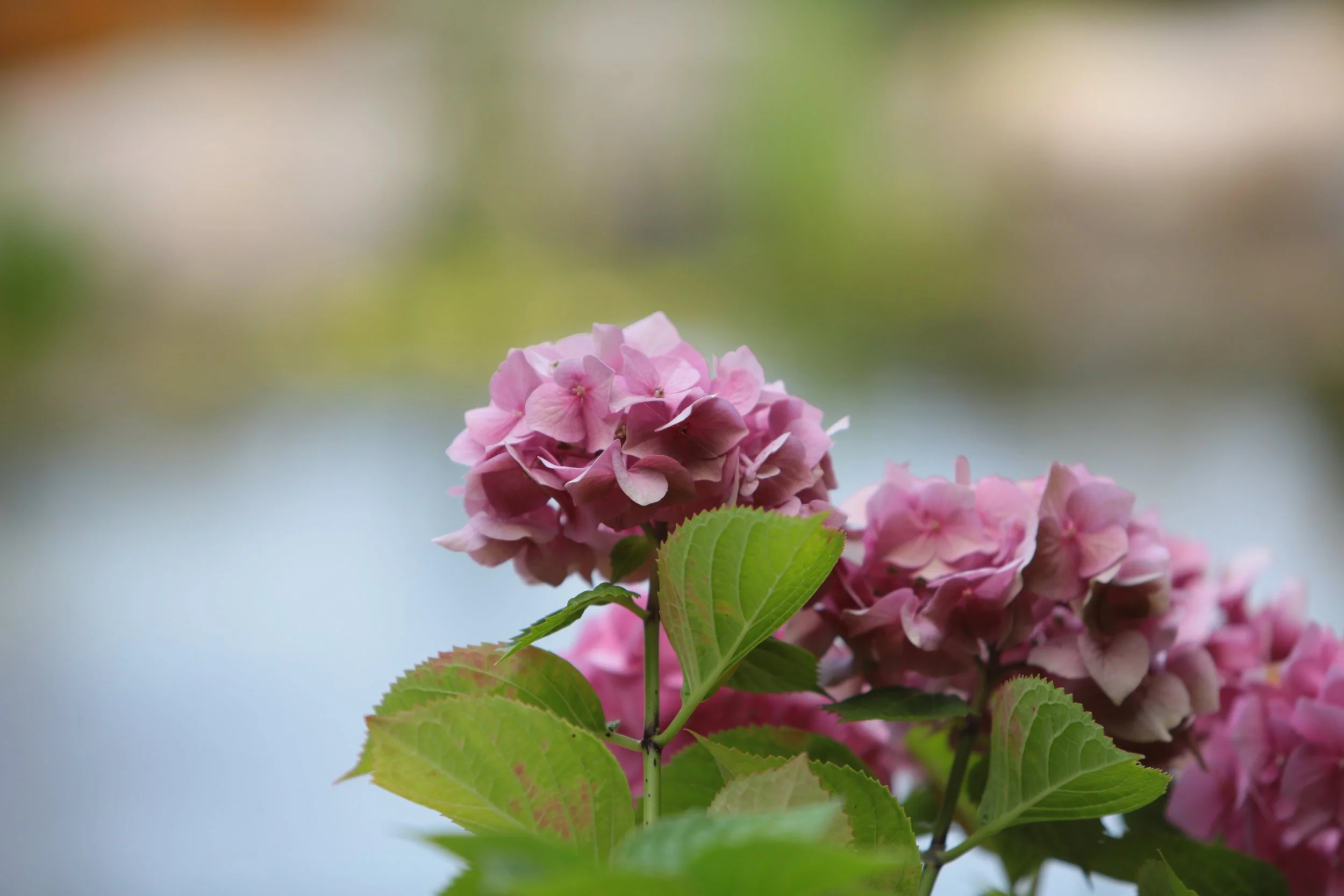 hydrangea in shades of red and pink