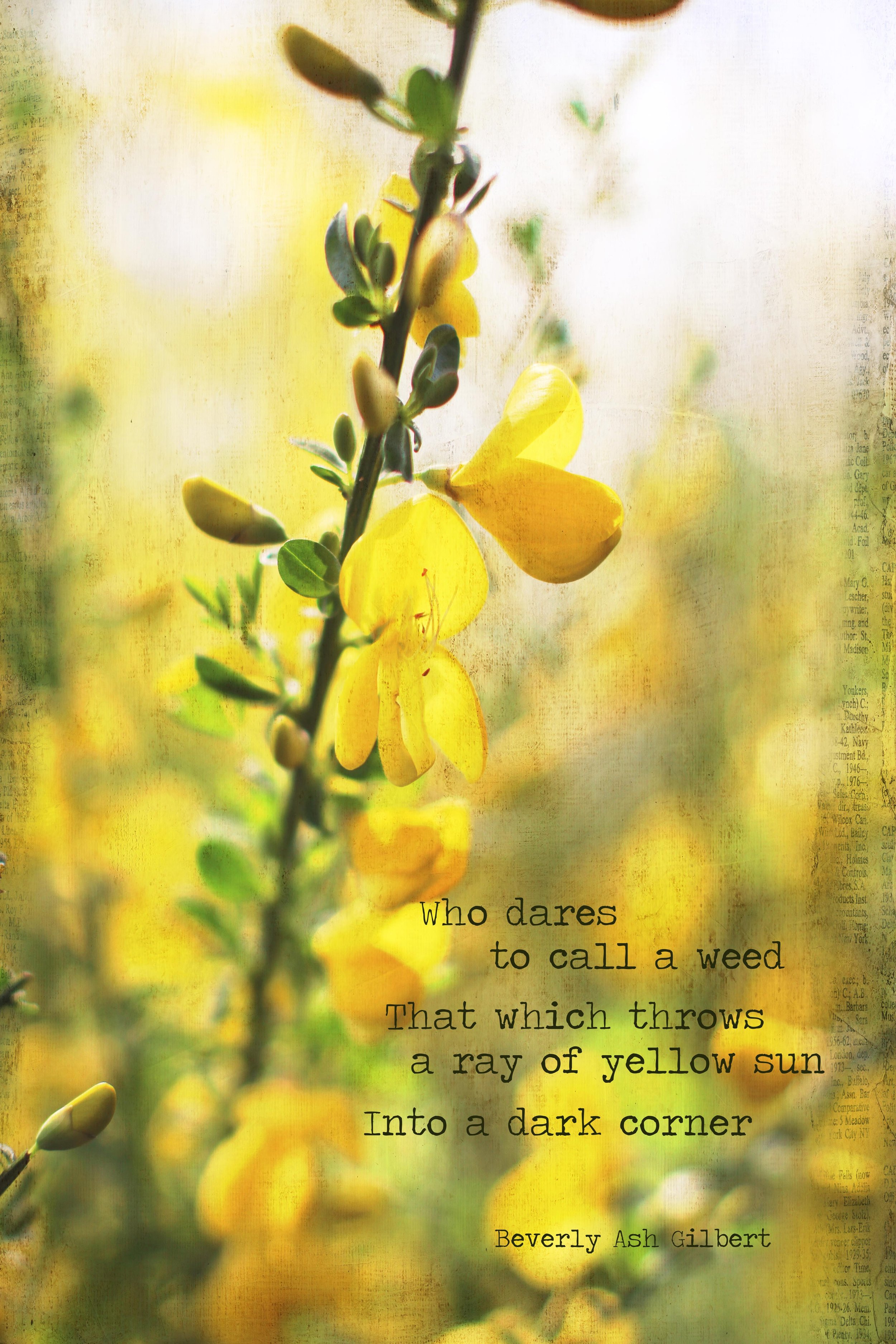 ScotchBroom_CallAWeed2_sm.jpg