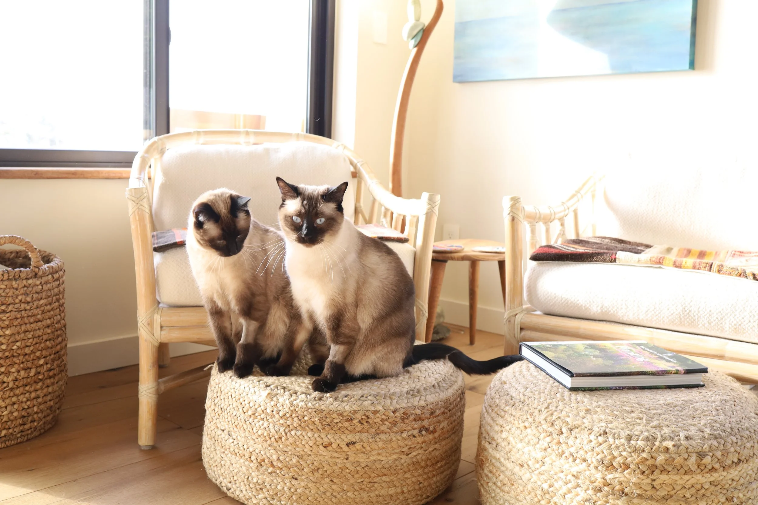 siamese-cats-in-a-shaft-of-sunlight