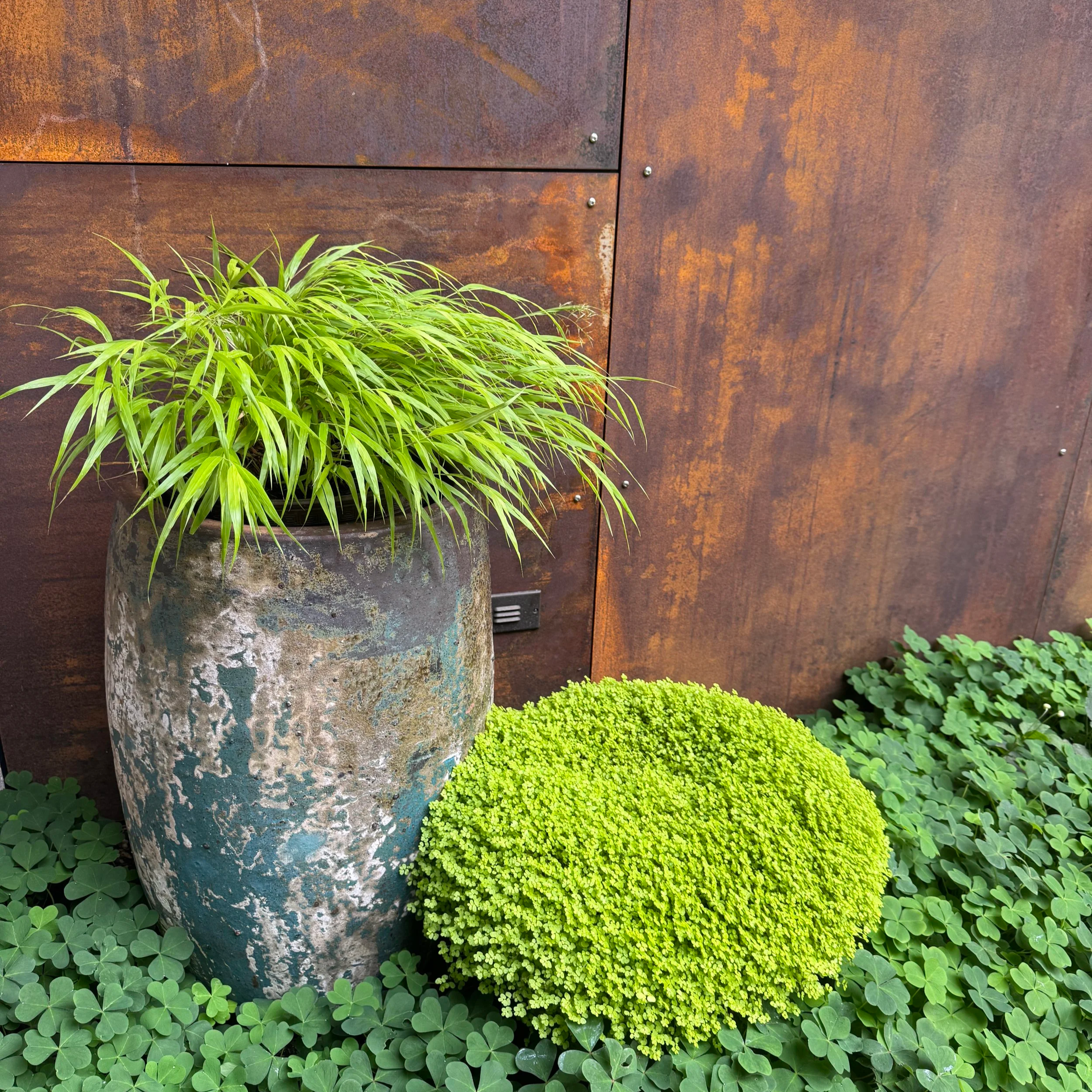 Pots of Baby Tears and Oxalis in deep shade
