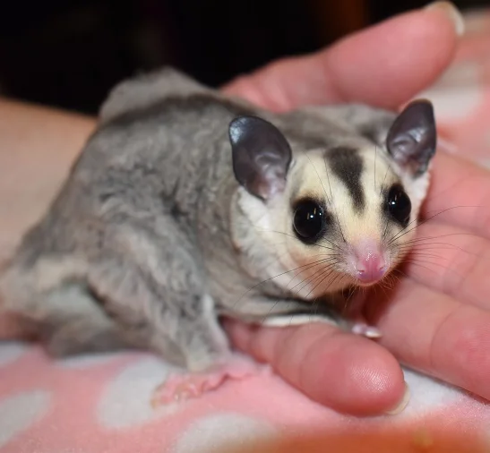 ruby leucistic sugar glider