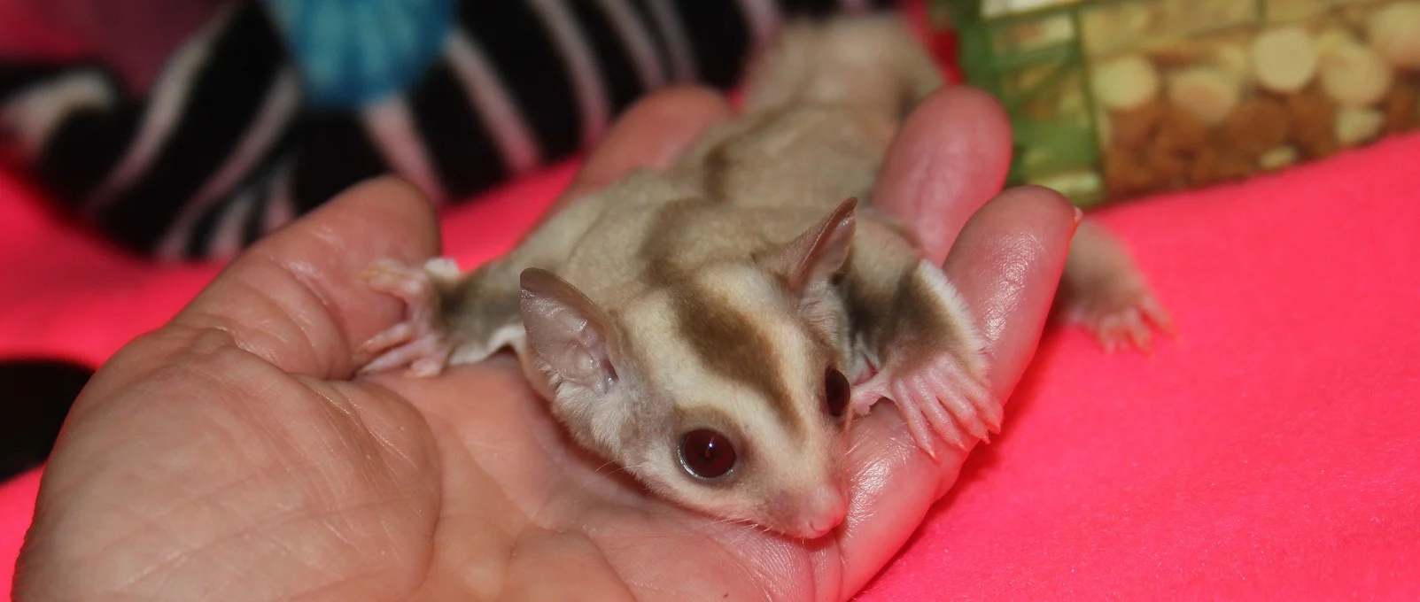 black poodle puppies for sale near me