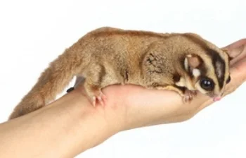 Petaurus breviceps means "tiny rope dancer"