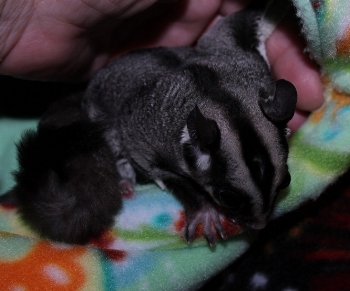 HSG Bandit
