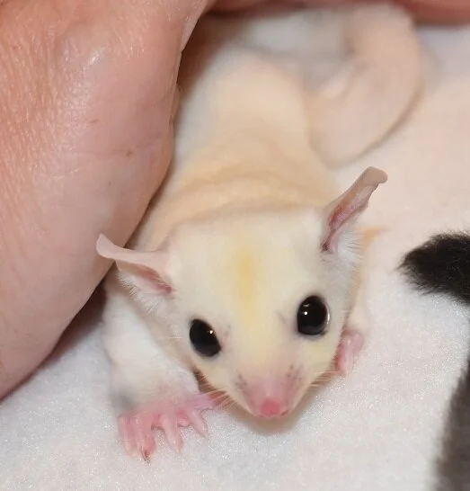 HSG Faraday Leucistic Male OOP Date: 9/18/19 Parents: Moon Boy & Moon Baby Price: $350 with neuter; $500 with full breeding rights AVAILABLE