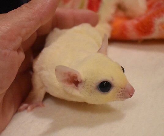 HSG Rhett Leucistic Male 50% Cremeino het OOP Date: 8/18/19 Parents: Conan & Tatiana Price: $350 with neuter; $500 with full breeding rights AVAILABLE