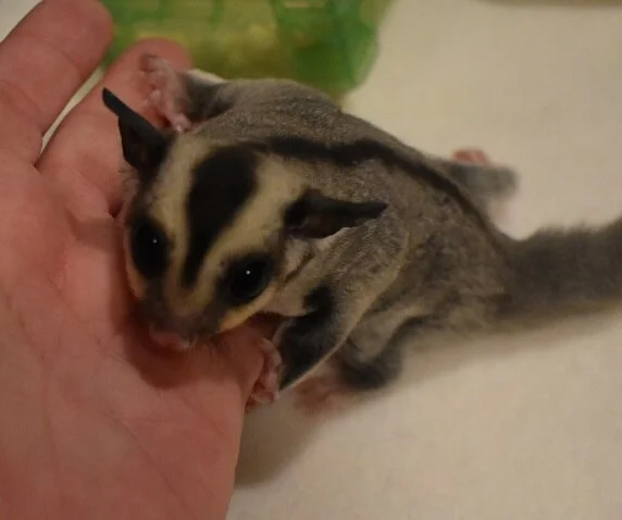 HSG Hawking Classic Gray Male 100% Leucistic Het OOP Date: 9/18/19 Parents: Moon Boy & Moon Baby Price: $200 with neuter; $300 with full breeding rights AVAILABLE