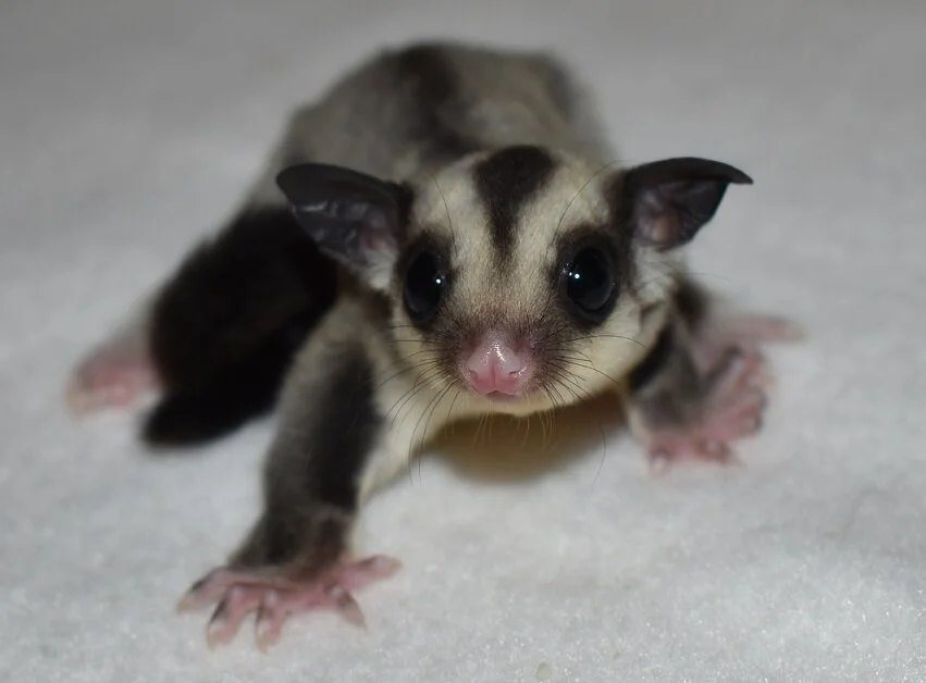 HSG Megan Black Beauty Female 100% Cremeino het 66% Leucistic Het OOP Date: 10/08/19 Parents: Avrio & Chessi Price: $350 AVAILABLE