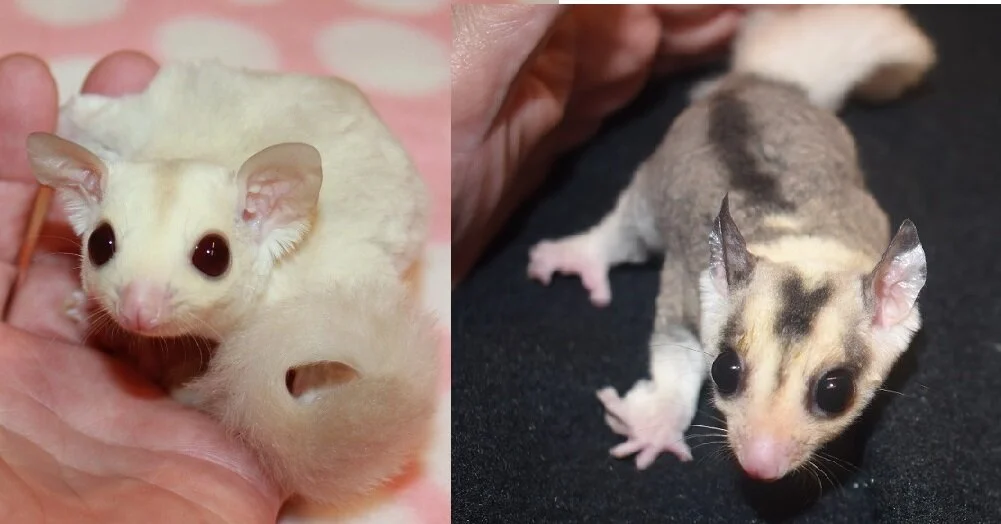 BREEDING PAIR Cheddar & Victoria Will Produce: Cremeino, Cremeino Mosaic, Mosaic 100% Cremeino het joeys COI of Joeys - 0.9% Cheddar Cremeino Male 100% Leucistic or 100% Platinum het OOP Date: 2/27/19 Parents: Savarin & London Victoria Mosaic Female 100% Cremeino het OOP date: 5/1/18 Parents: Kisses & Reese Price: $900 AVAILABLE