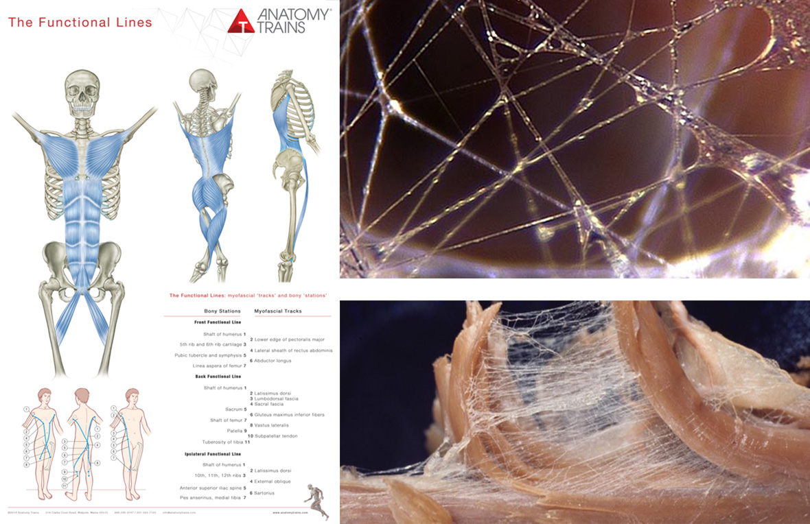 Images. Thomas Myers, 'Anatomy Trains'.