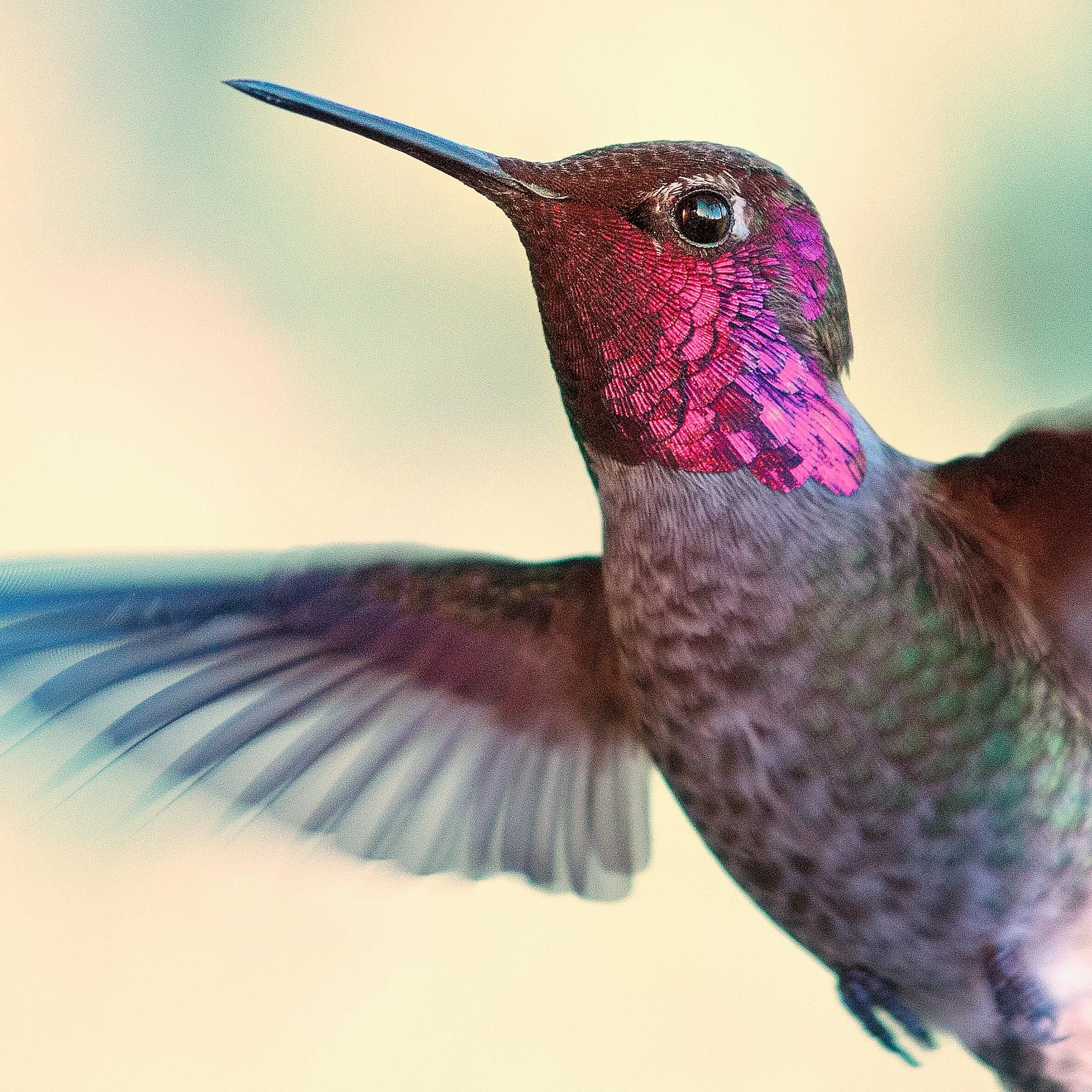 Hummingbird.JPG