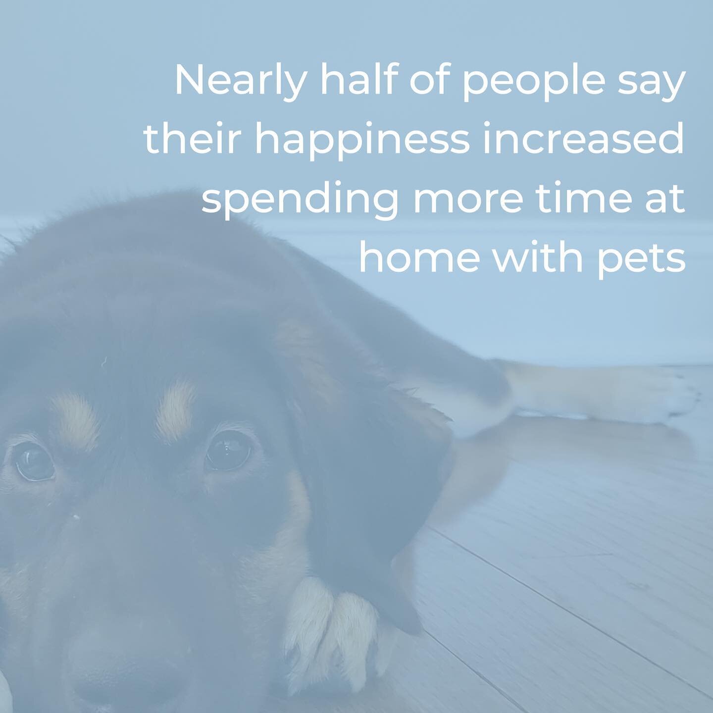 💙 if you&rsquo;re an intro.vert who loves furry companions. Research shows that pets keep us happy, can help alleviate anxiety and encourage more physical activity. 

My pups @sonic_and_belle have been the bright spots of this challenging year. And,