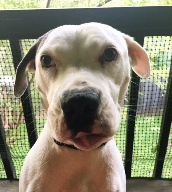 The Barker Chronicles III