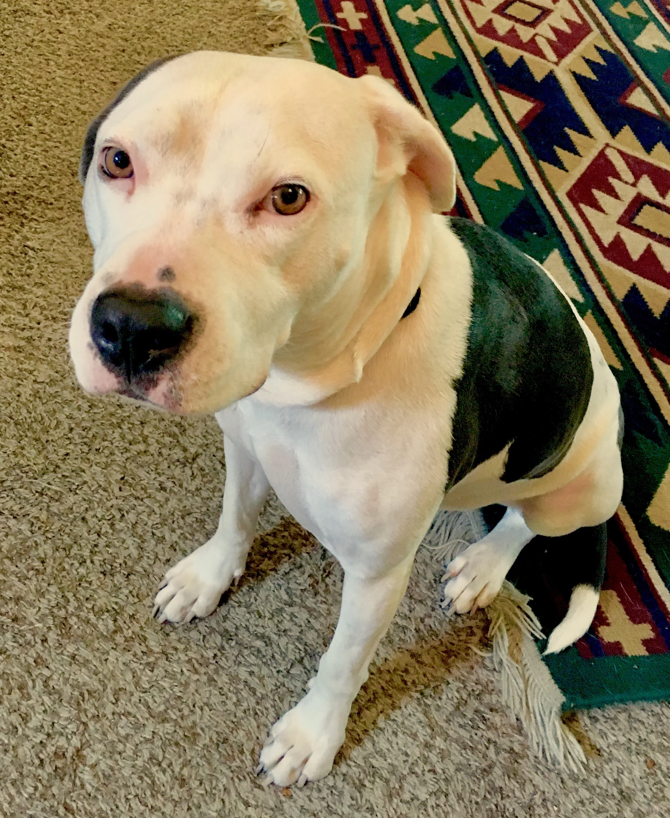 The Barker Chronicles VI