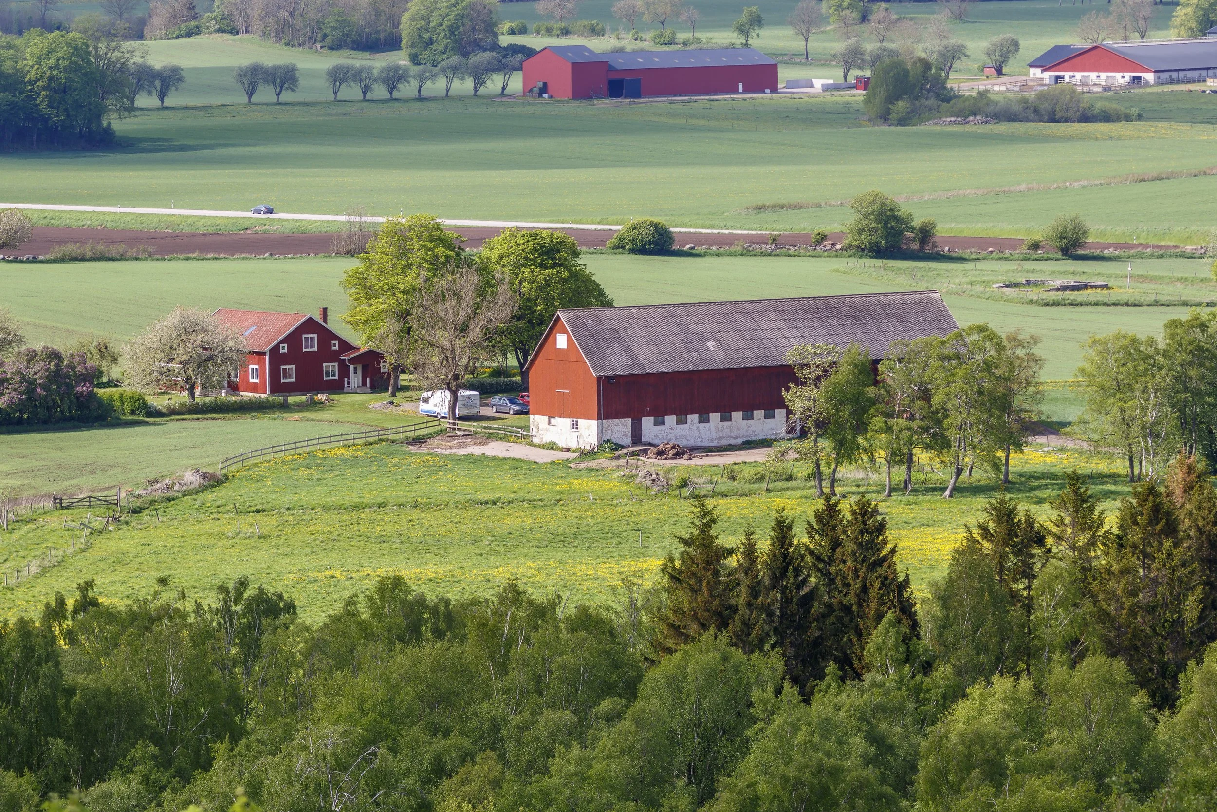 svensk-kyckling2.jpg