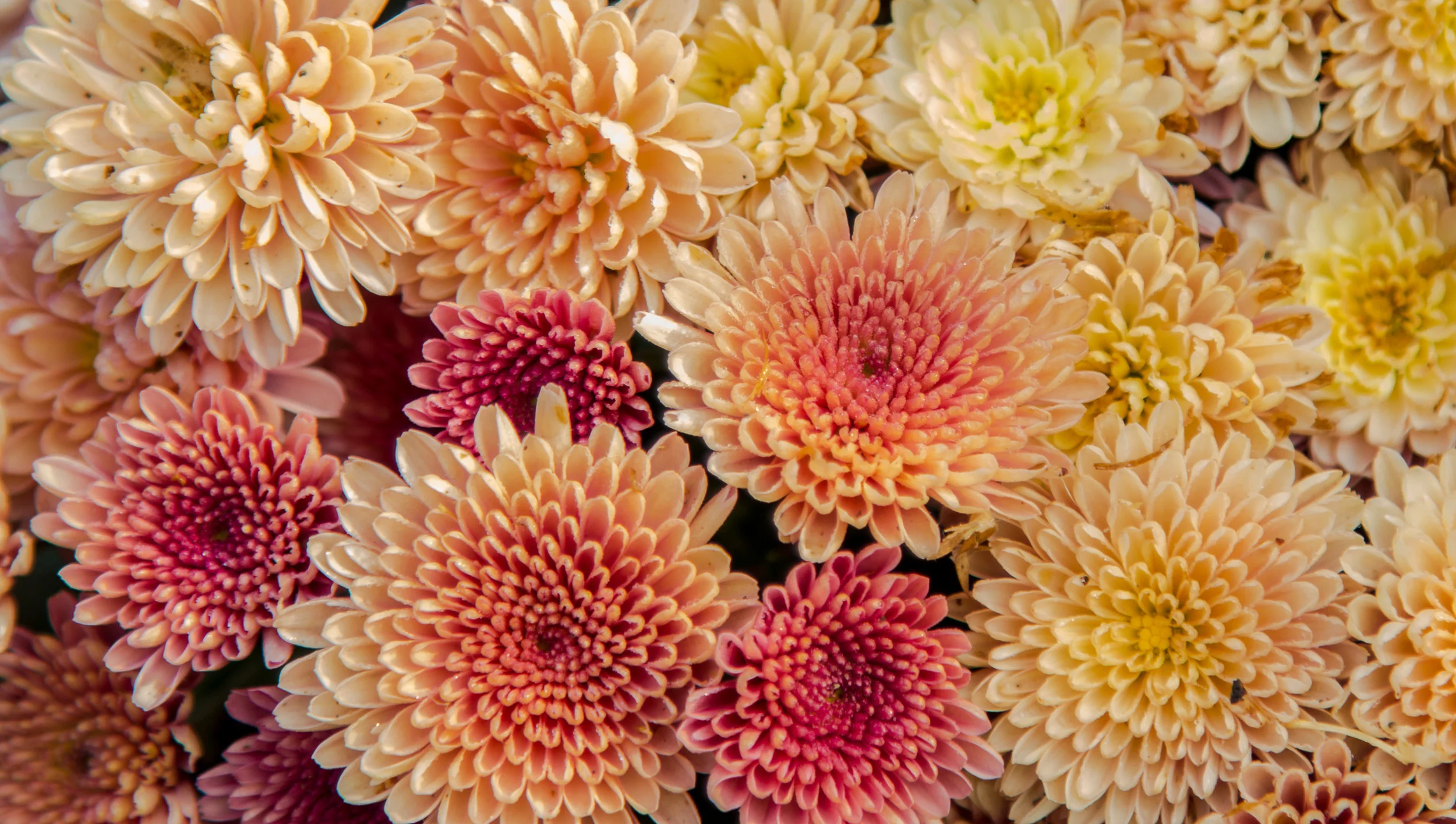 Fall-Wedding-Flowers_Chrysanthemum.jpg