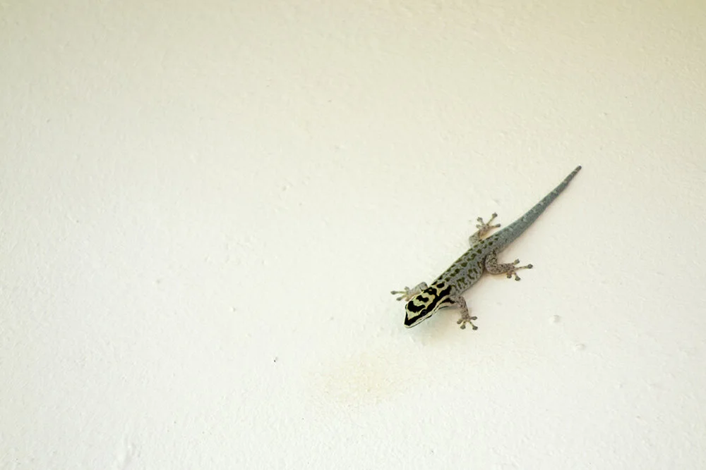 dsc07545_small.jpg