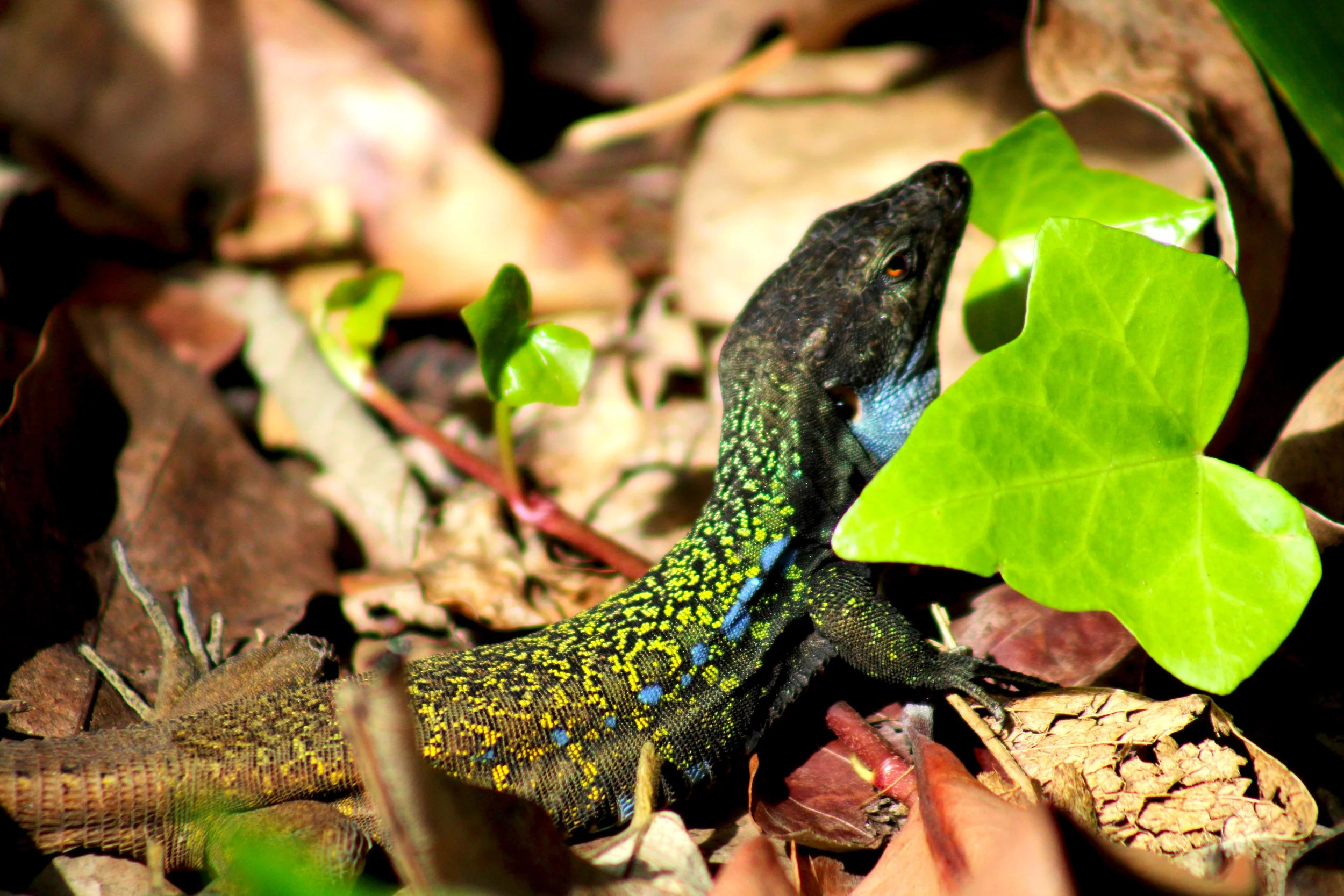 lezard.JPEG