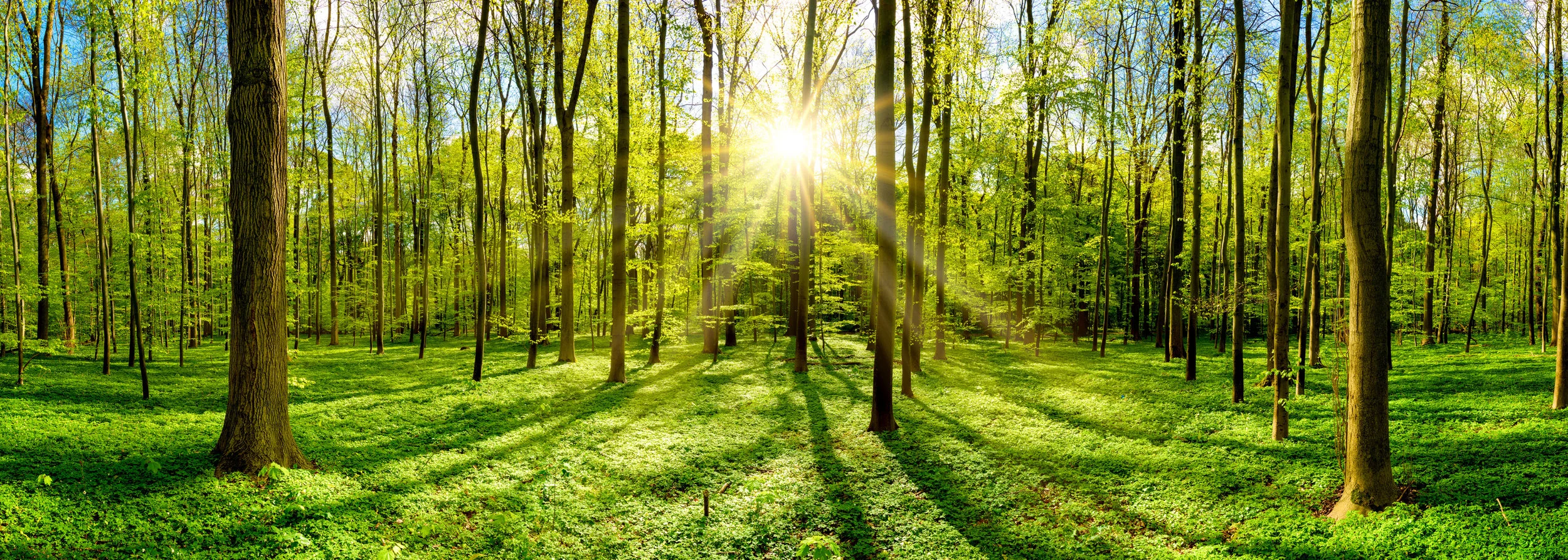 Photo by Xurzon/iStock / Getty Images