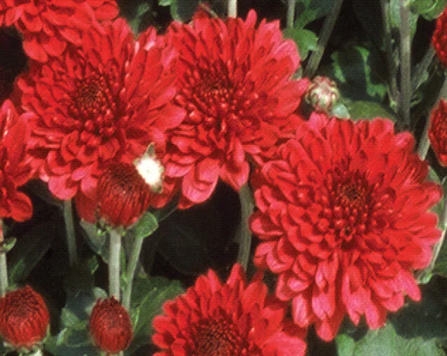 Mums_Red.jpg