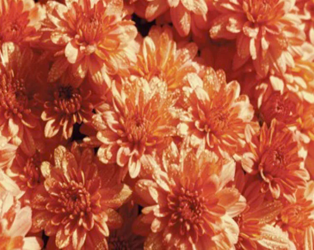 Mums_Orange.jpg