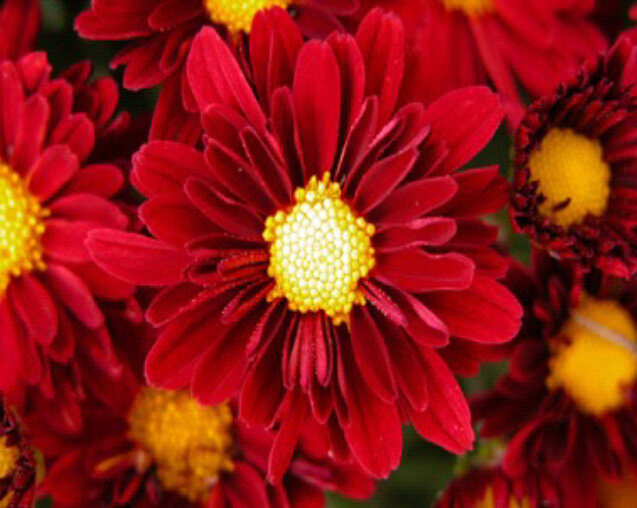 Mums_RedDaisy.jpg