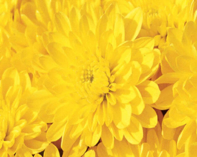 Mums_Yellow.jpg