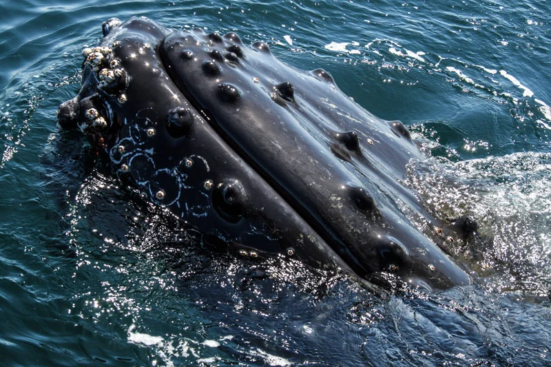 Monterey Bay, California