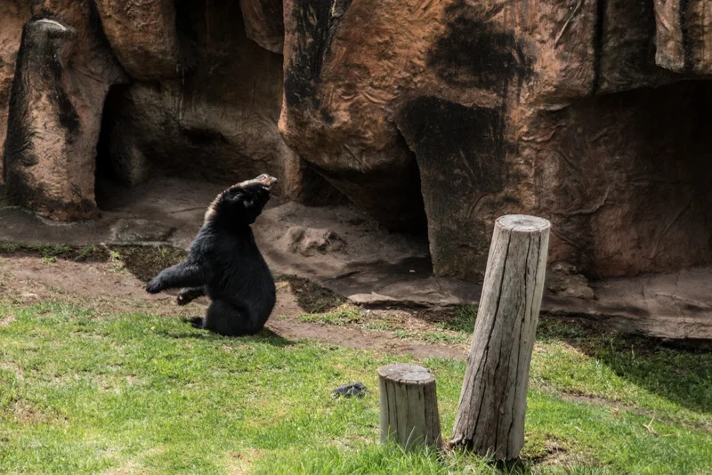 Morelia Zoo