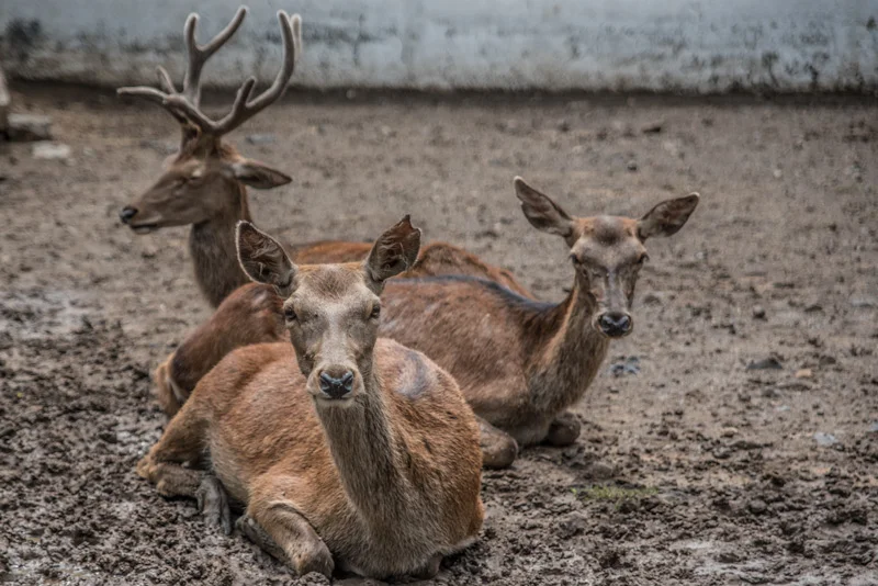 Morelia Zoo