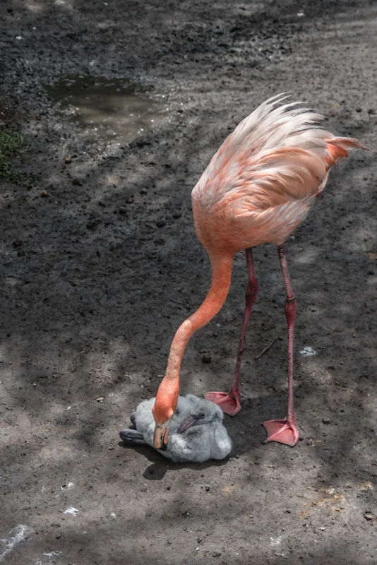 Morelia Zoo