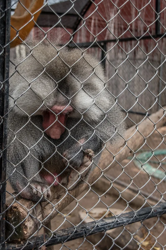 Morelia Zoo