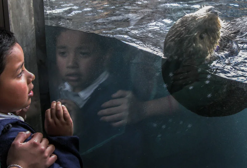 Monterey Bay Aquarium, California