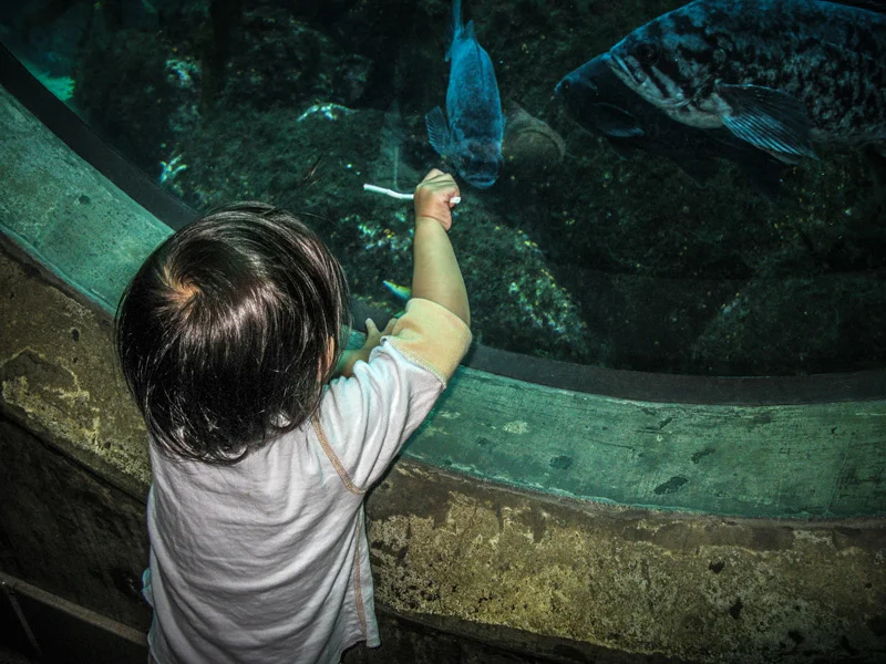 Monterey Bay Aquarium, California