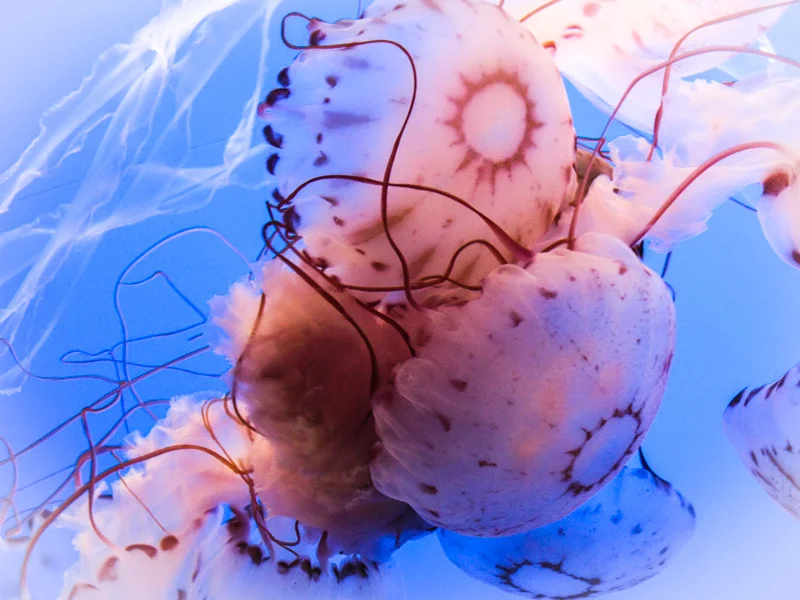 Monterey Bay Aquarium, California