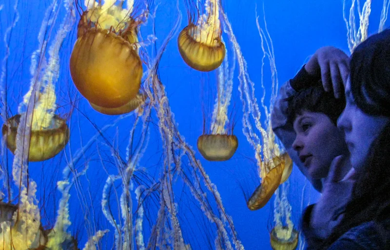 Montery Bay Aquarium, California