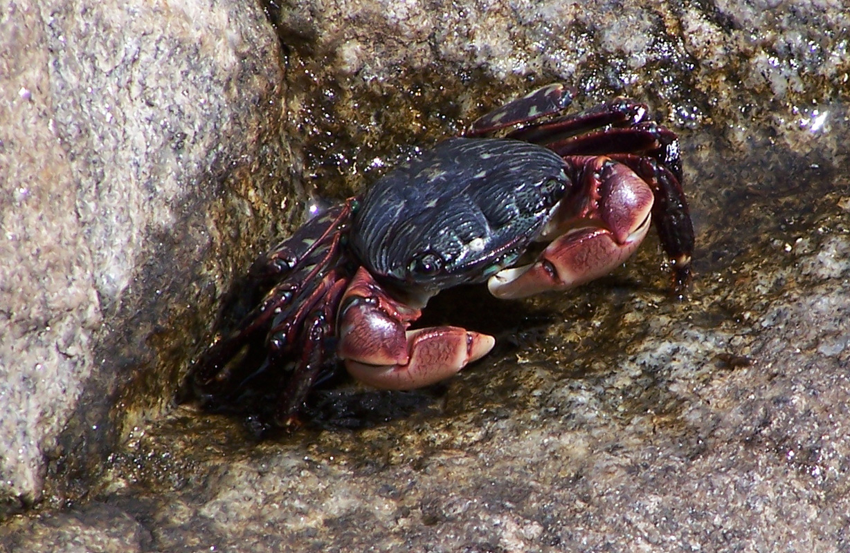 Monterey Bay Aquarium, California
