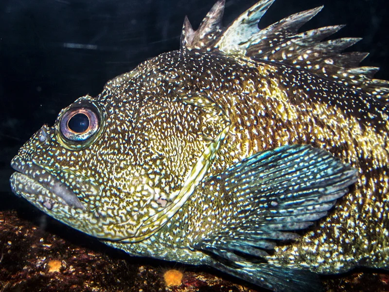 Monterey Bay Aquarium, California
