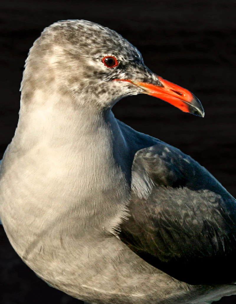 8web.blkwhitgull_5471.jpg