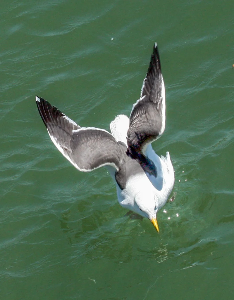 8web.pelicans6_08_7085-(10).jpg