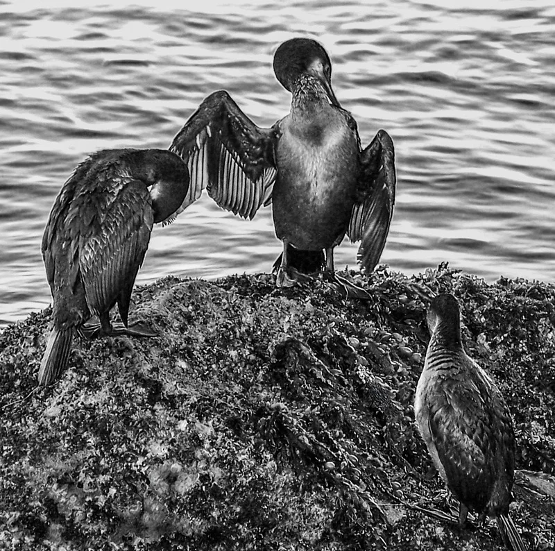 8web.sq.cormoraamdsblkwht.jpg