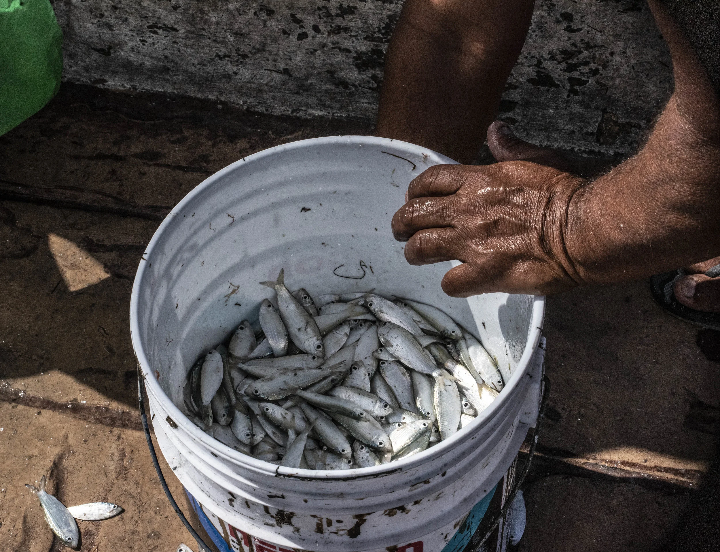 Fisherman's Bounty