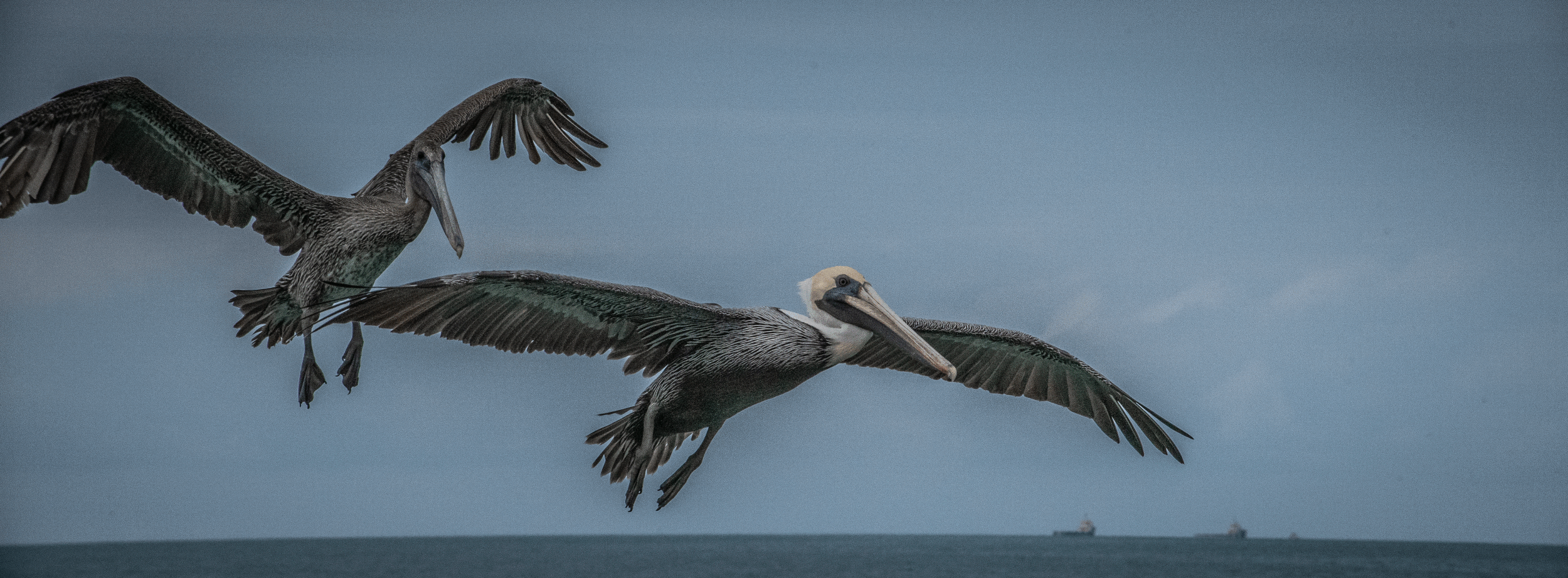 Pelicans Coming in for a Landing