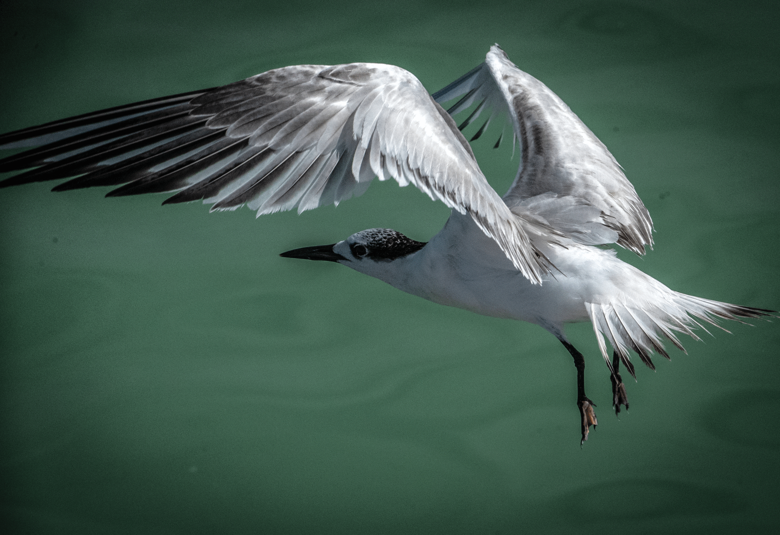 Black Billed Seabird