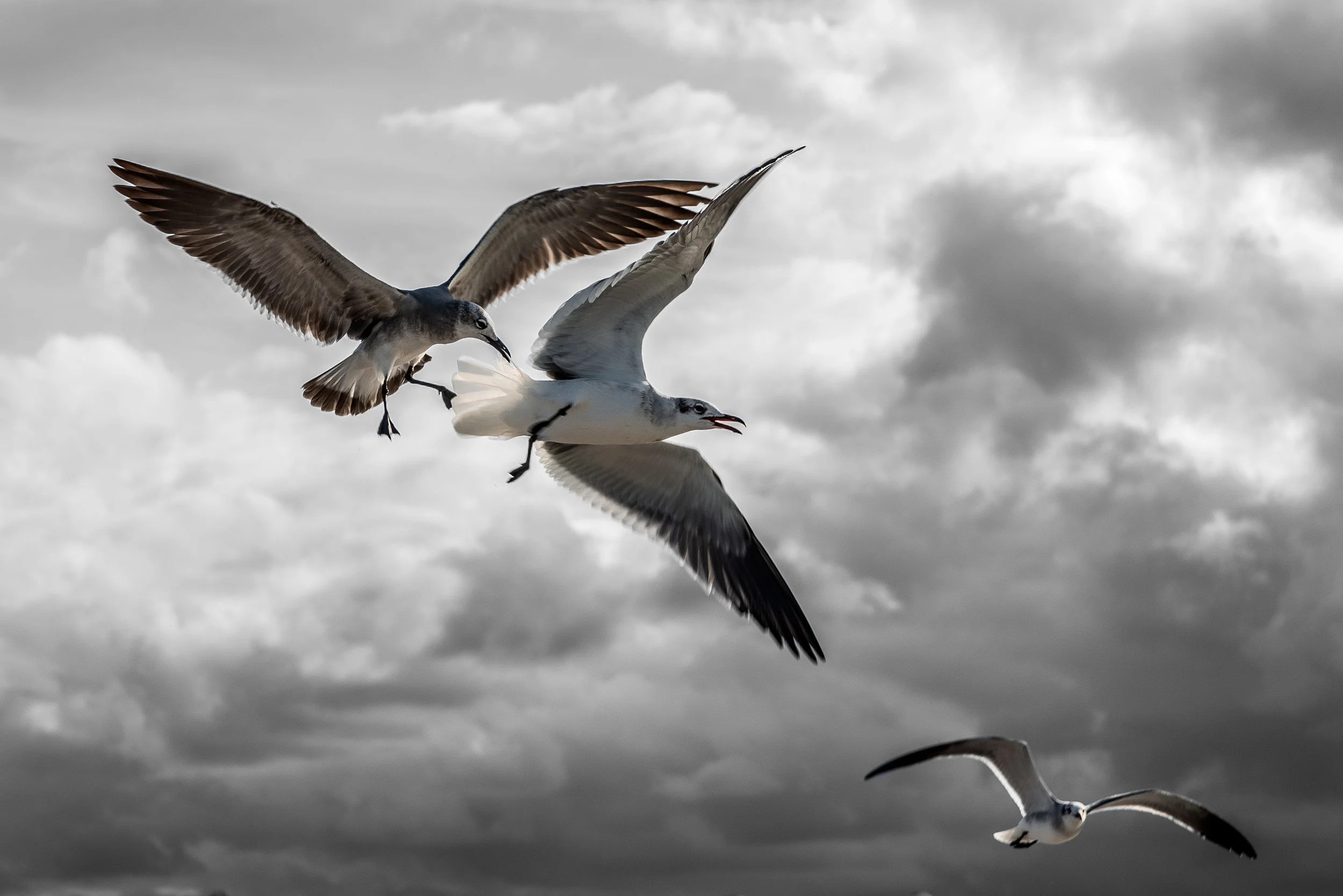 Gulls at Progresso