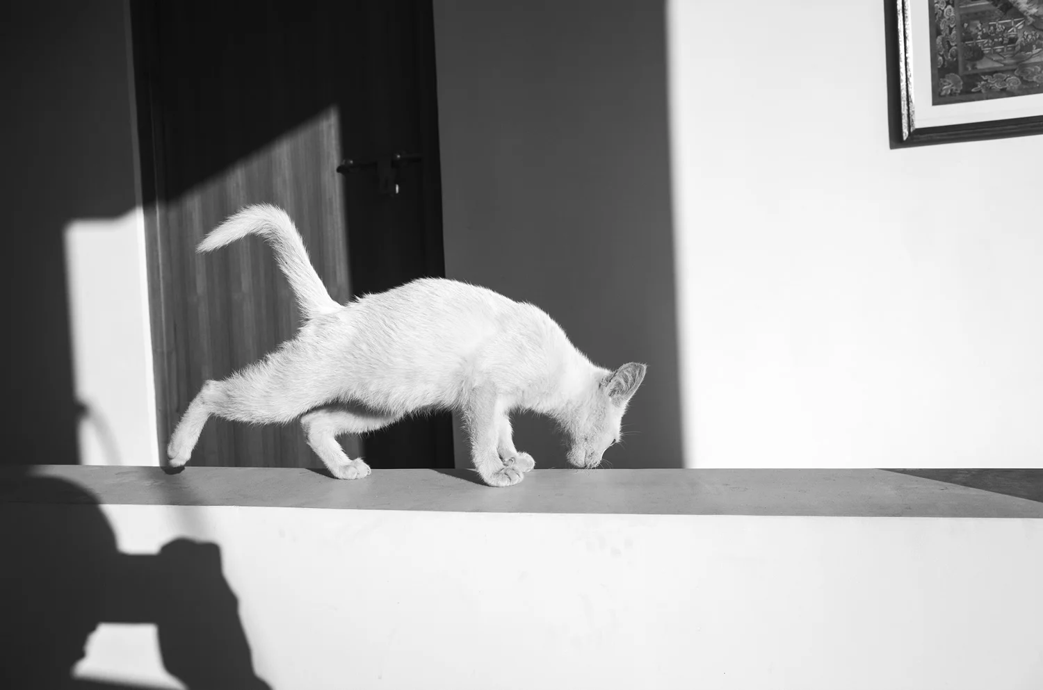 TenzingDakpa_Prowl (The Hotel)_2018_Archival Pigment Print_11.8x15.7.jpg