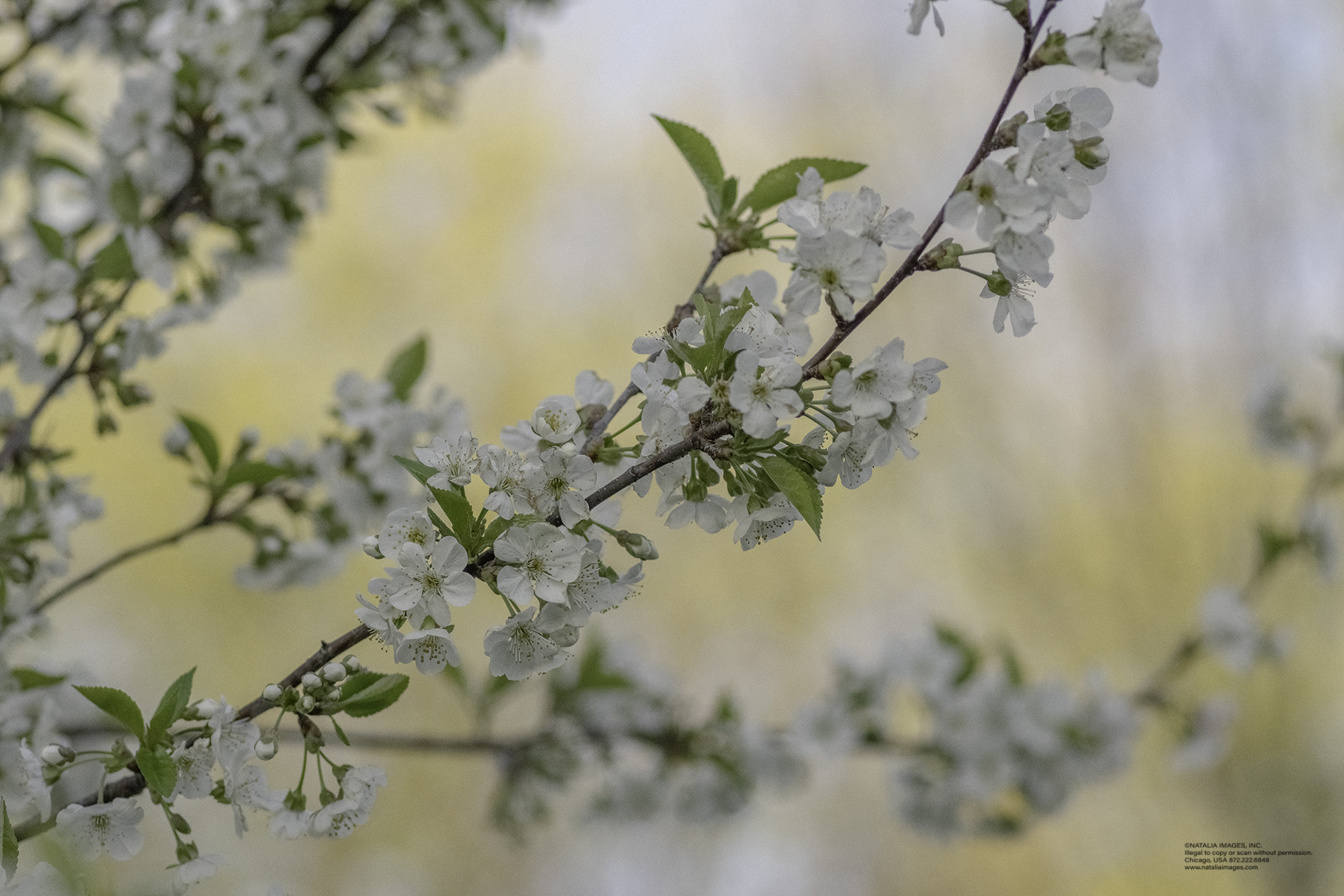 NI - Cherry Blossoms 6.jpg