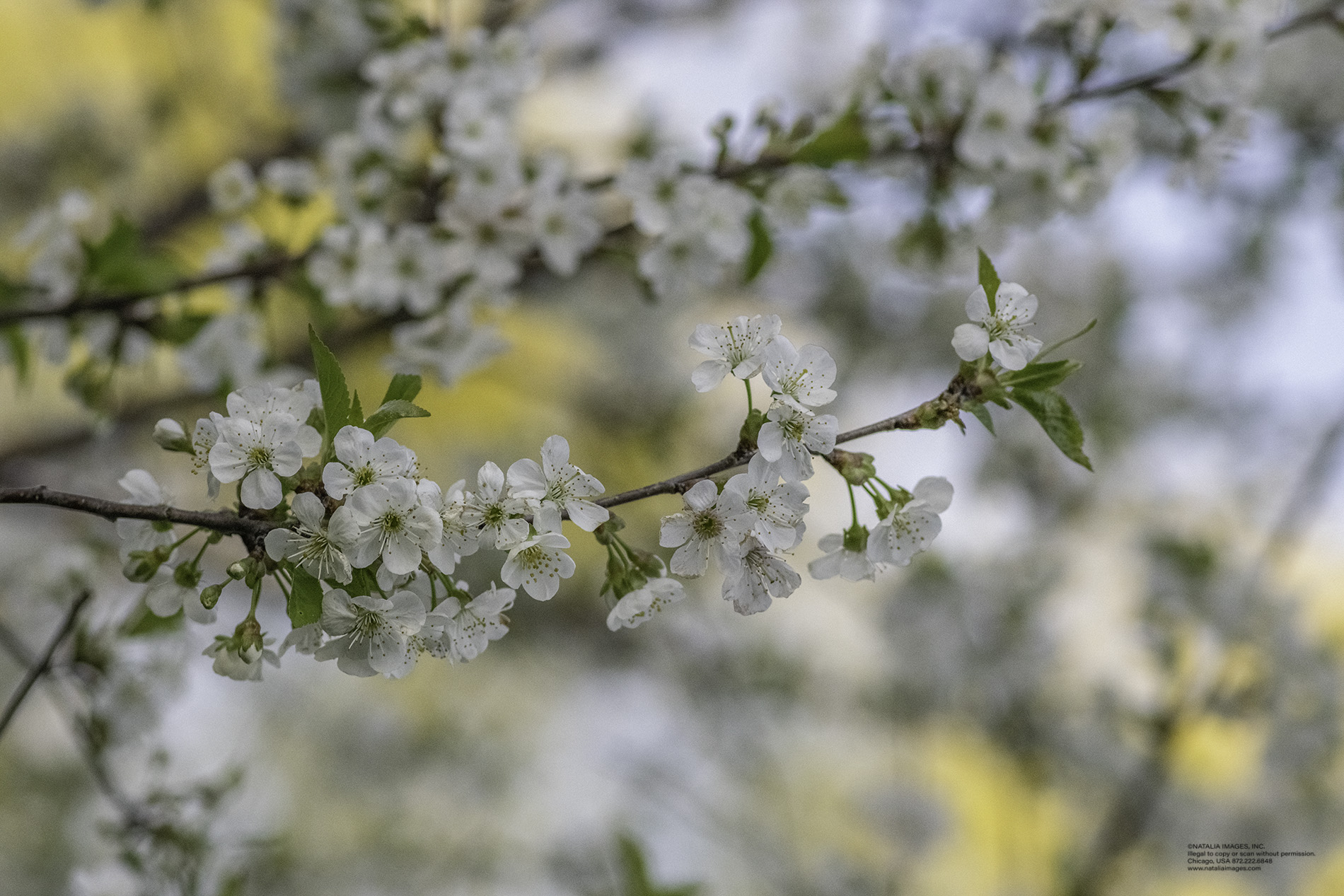 NI - Cherry Blossoms 7.jpg